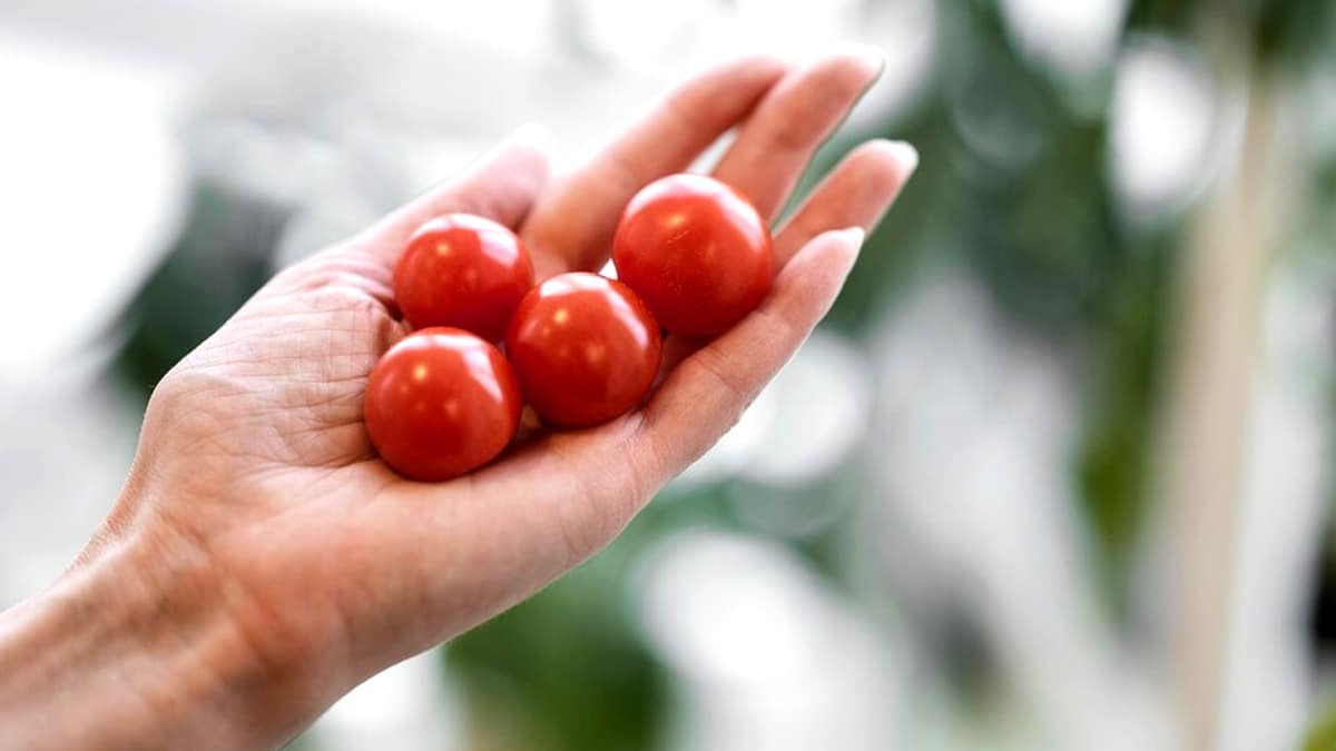 “Je l’ai posée pour mes tomates cerises” avoue ce retraité après avoir reçu un PV pour installation de serre-tunnel en zone pavillonnaire sans déclaration