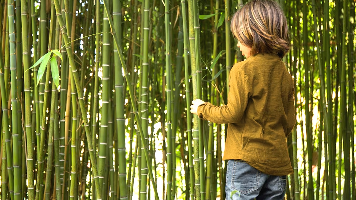 “Je croyais que planter des bambous ne posait pas de problème” affirme ce jardinier sanctionné pour plantation invasive en limite de propriété