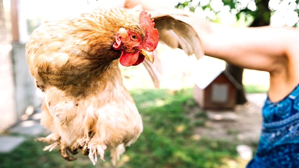 “On m’a verbalisé à cause de mes poules” déplore ce retraité qui avait installé un poulailler de 8 m² sans déclaration préalable dans une zone urbaine