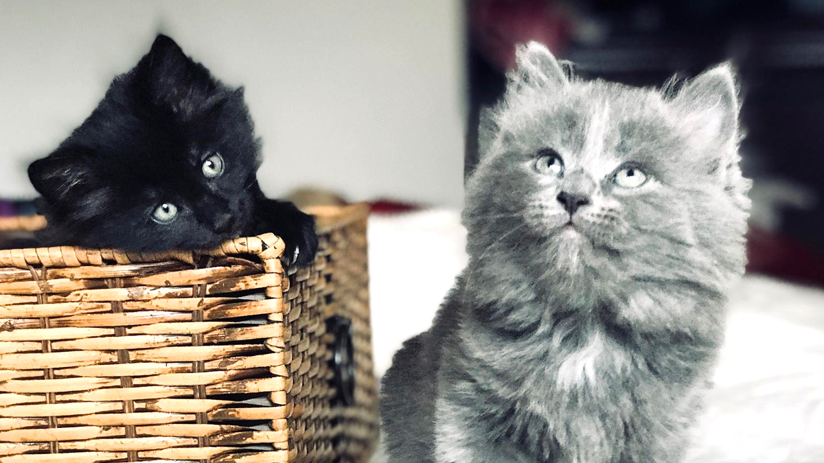 “Je l’ai laissé dans un carton avec un mot” explique cette adolescente poursuivie après avoir déposé deux chatons dans le hall d’un immeuble