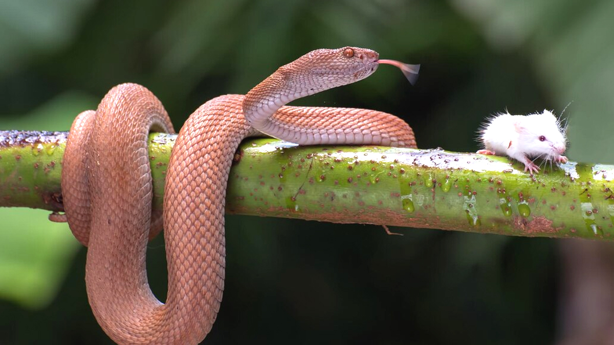 “C’était un NAC, je ne savais pas qu’on ne pouvait pas le relâcher” explique ce propriétaire d’un serpent retrouvé en liberté dans un lotissement