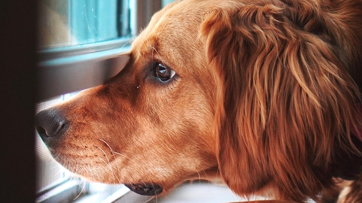 “Je croyais qu’en l’attachant avec une gamelle, ça passait” dit ce propriétaire après que son chien a été retrouvé sous la pluie sans abri
