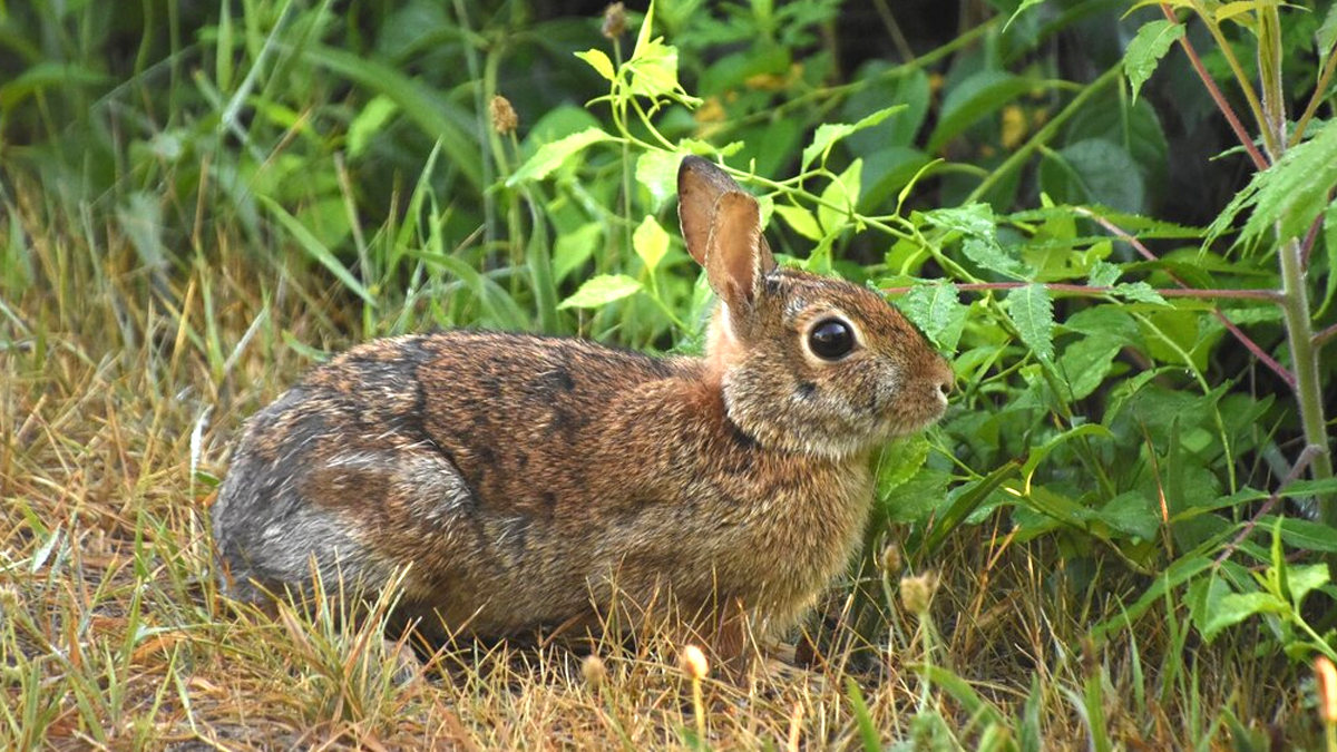 “Je pensais qu’on avait le droit de relâcher un lapin en forêt” confie ce père de famille après une plainte pour abandon volontaire d’animal domestique