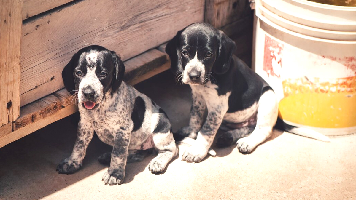“C’était une portée non voulue, on ne savait pas quoi en faire” raconte ce particulier après avoir abandonné six chiots dans une boîte en carton à la déchèterie