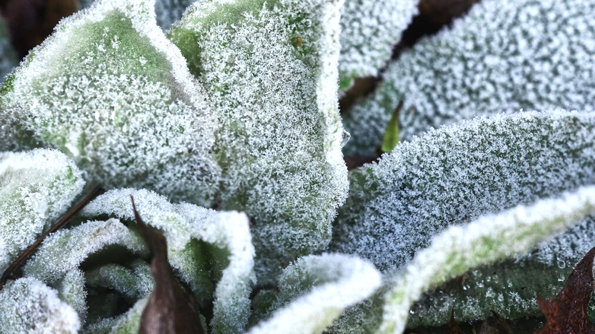 Cette grand-mère pensait bien faire en installant une serre discrète sur son balcon pour l’hiver “je voulais juste protéger mes plantes du gel” explique-t-elle, après avoir reçu une amende pour non-conformité aux règles de sécurité