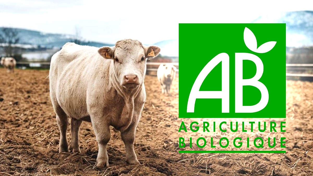 Une ferme bio du Tarn recouvre un gisement d’or de 7 tonnes: l’exploitante dépossédée au nom de “l’intérêt général”