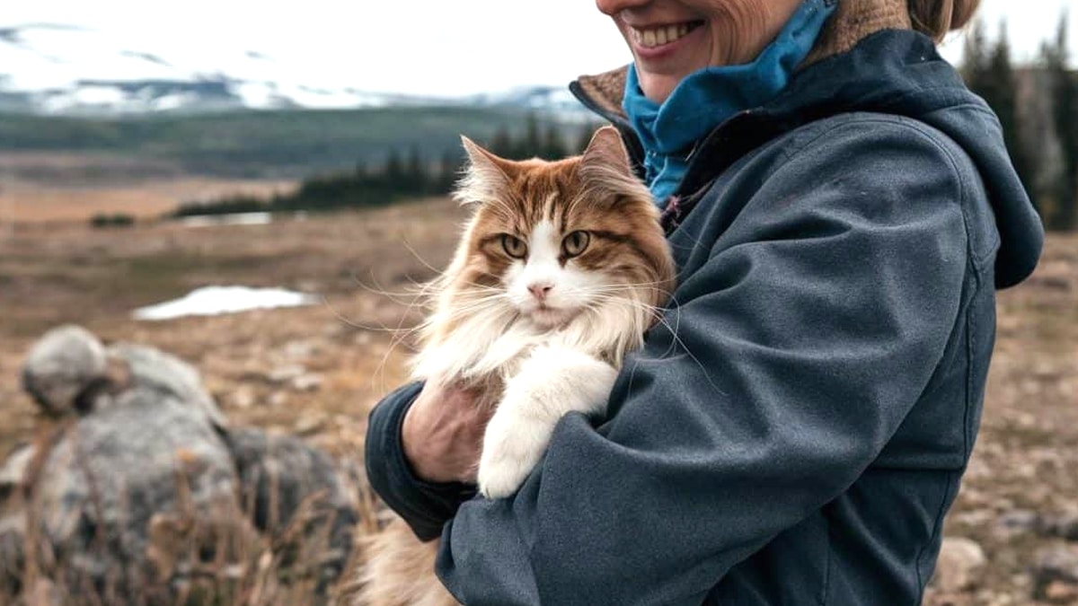 Cette femme a retrouvé son chat perdu depuis cinq ans dans un refuge à des milliers de kilomètres de chez elle