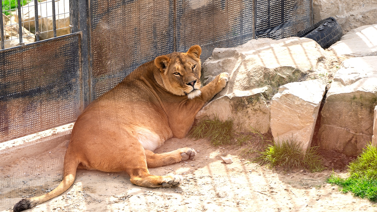 Des employés d’un zoo organisent un combat pour améliorer les conditions de vie des animaux