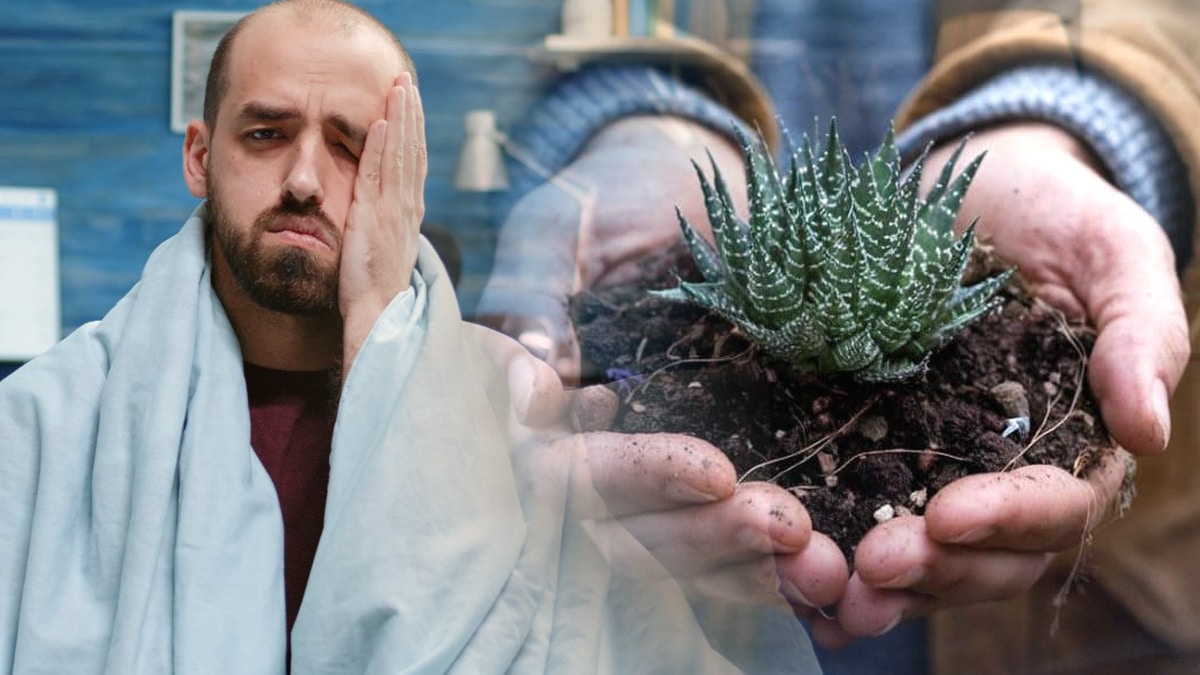 Ce botaniste a mis au jour une plante médicinale oubliée dans la forêt