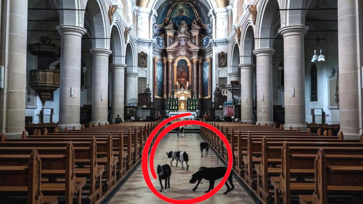 En pleine nuit, une église devient le refuge insoupçonné d’animaux de compagnie perdus