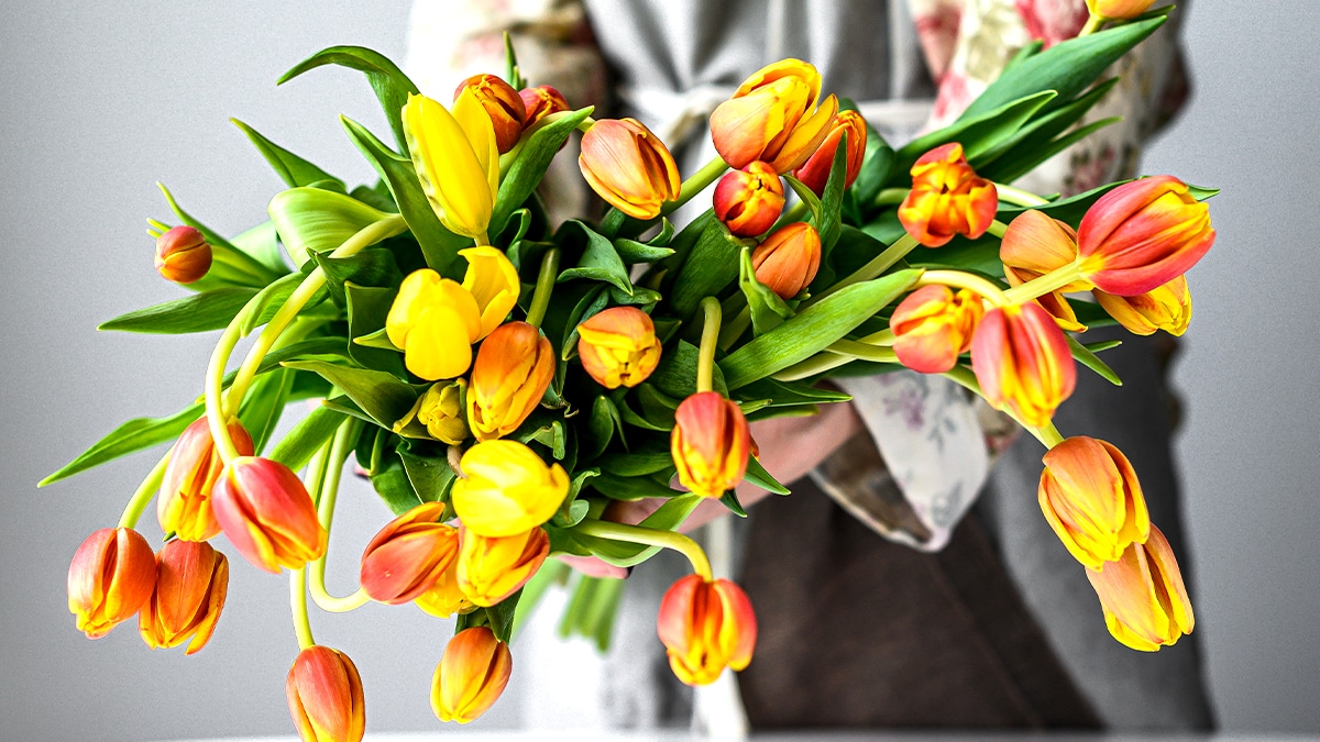 Ils ne s’attendaient pas à cette réaction verprintanière des tulipes »: un enjeu pour le jardinage