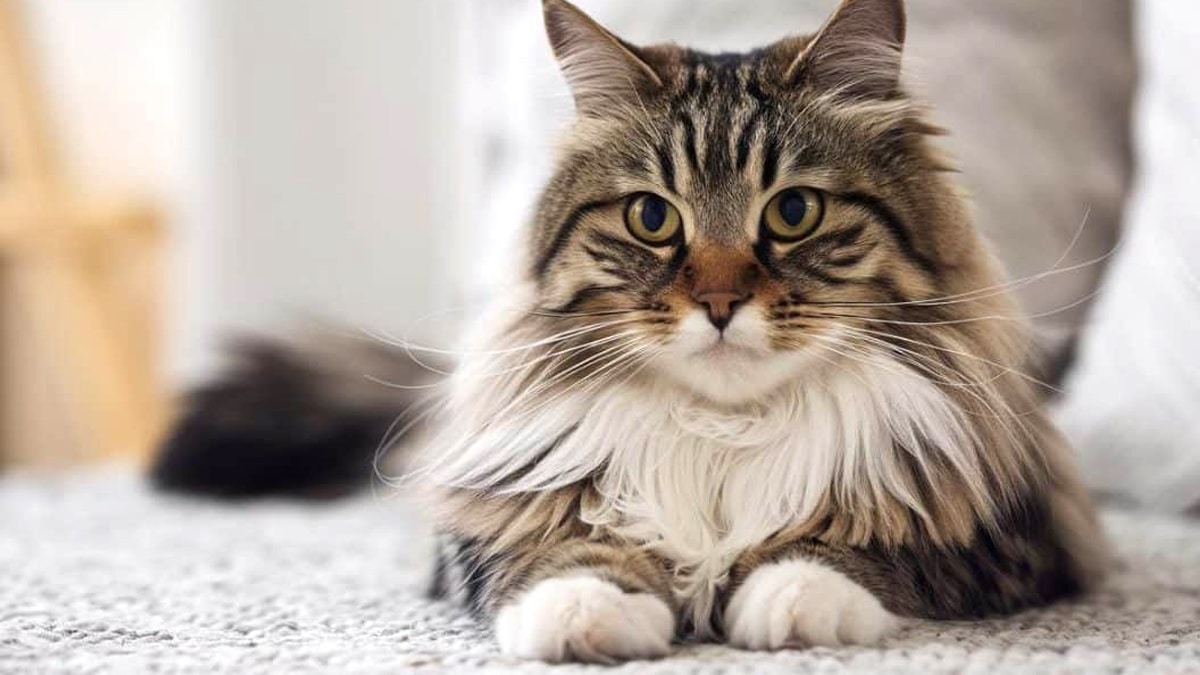 Un chat se transforme en véritable star d’une émission télévisée après une vidéo virale