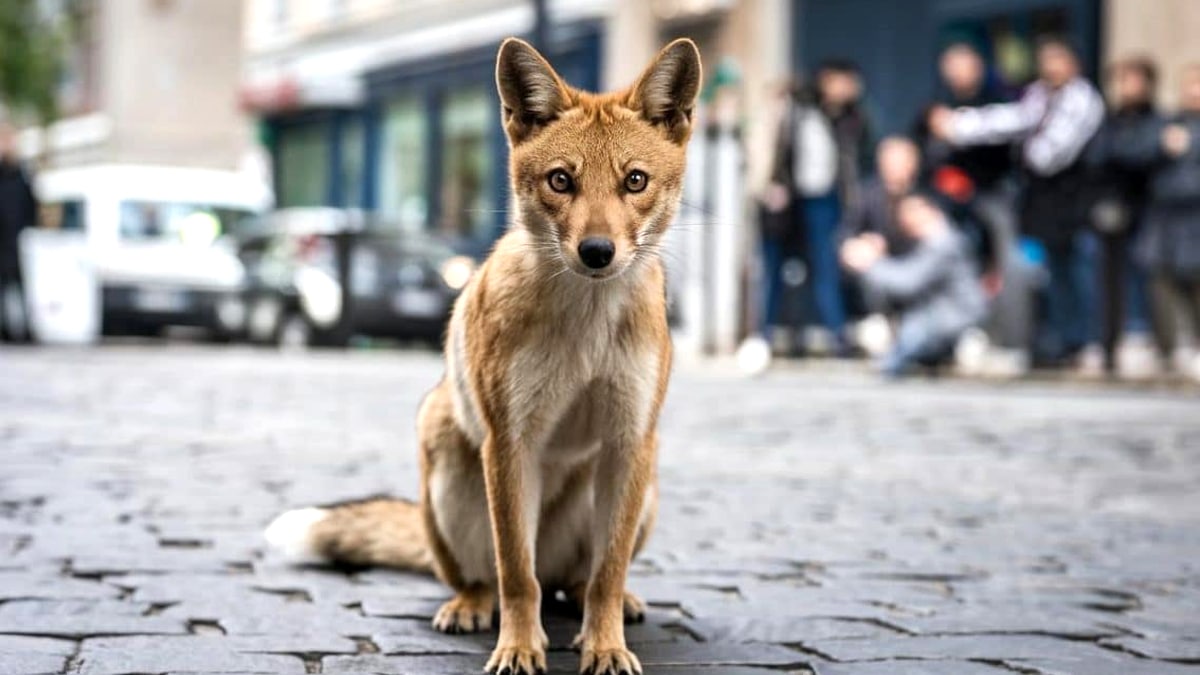 Un renard curieux fait le tour d’un quartier et attire une armée de photographes