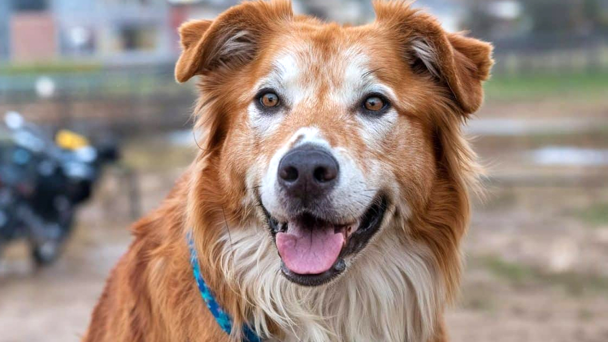 Un sauvetage héroïque attire l’affection d’un animal célèbre dans une petite ville