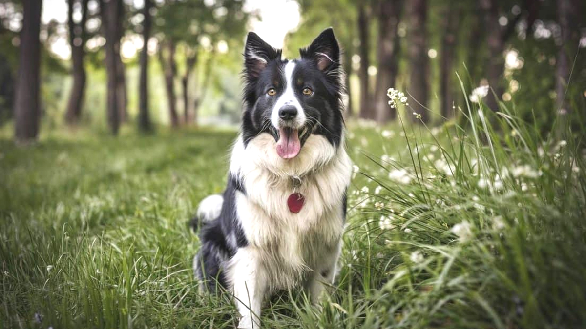 L’odyssée d’un chien perdu qui retrouve sa famille après six mois d’errance