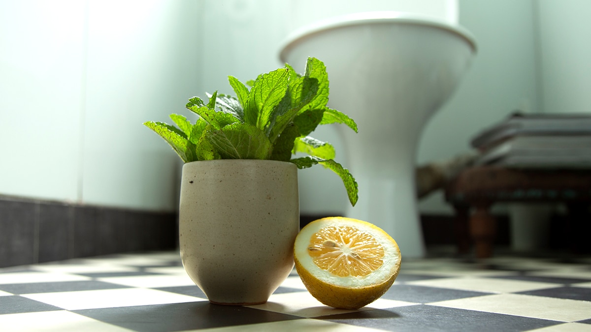 Cette plante m’a sauvé du calcaire »: un remède méconnu pour les salles de bains