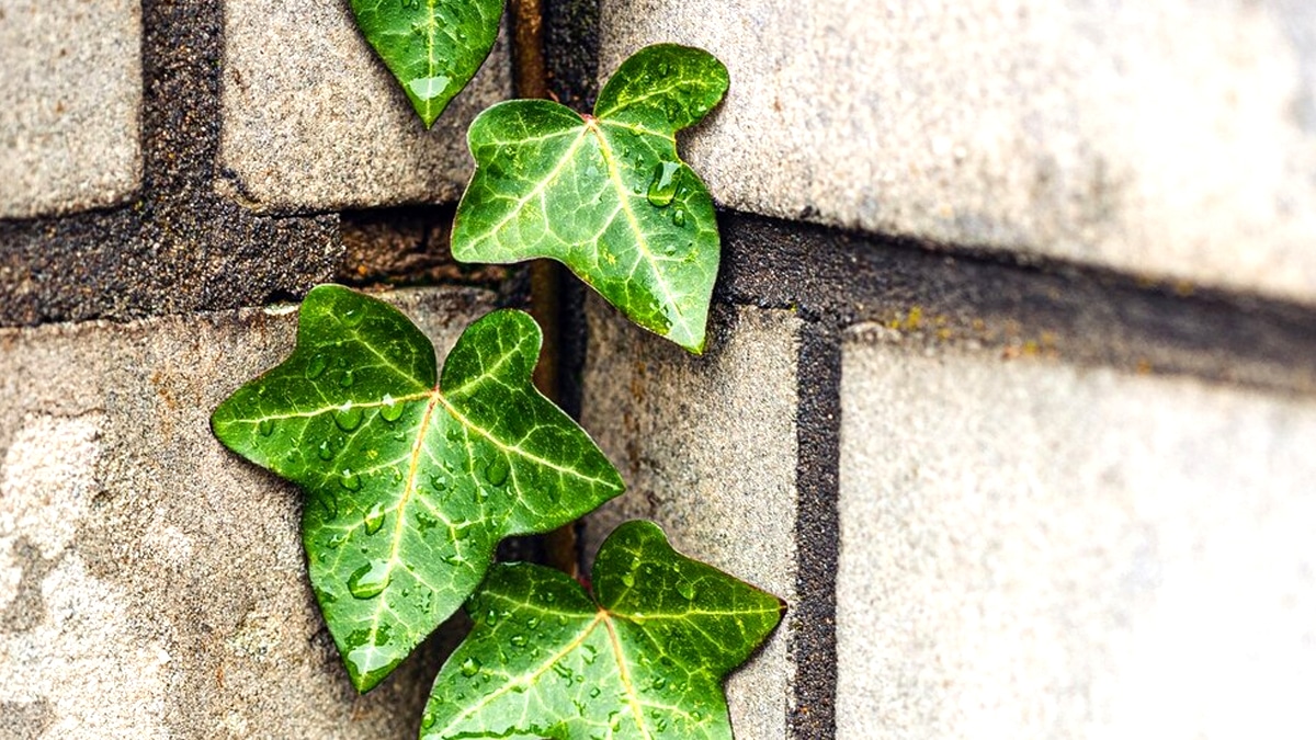 J’ai appris par erreur à connaître ces plantes grimpantes rares »: de vraies beautés pour mon balcon