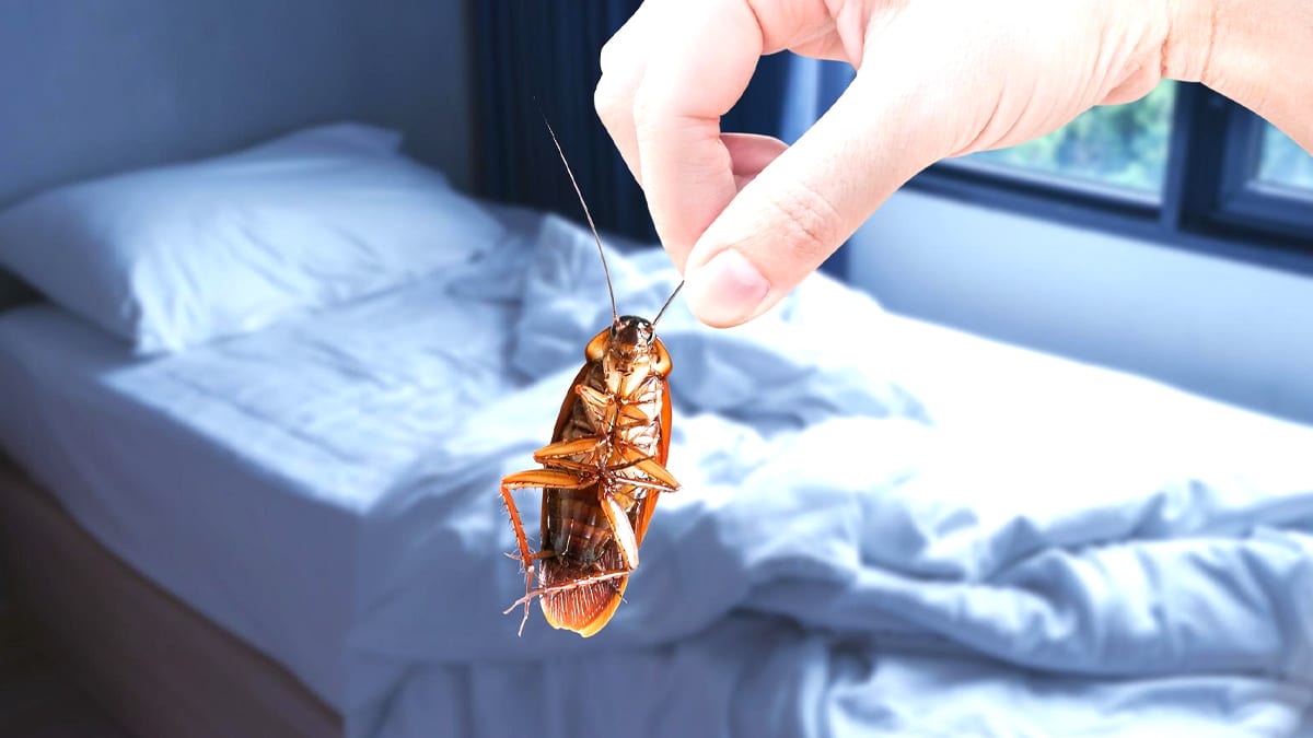 Punaises de lit : “elles reviennent toujours” sauf avec cette technique maison testée et approuvée