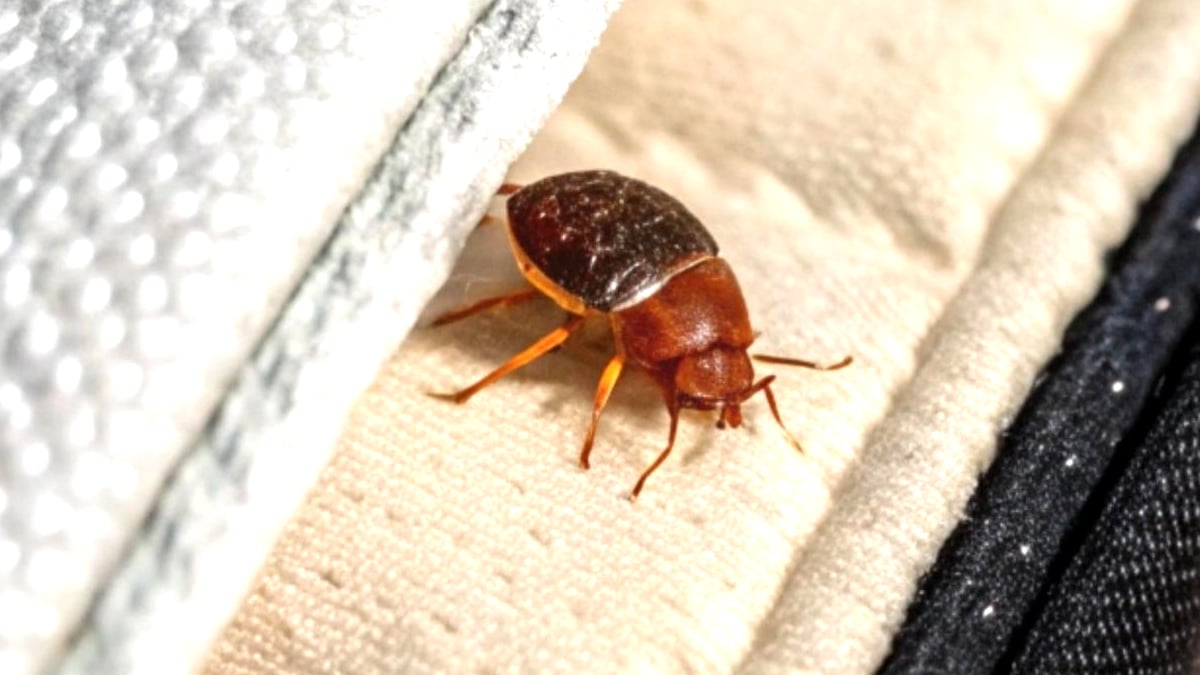 Punaises de lit : “j’étais sceptique” mais cette astuce fonctionne même en cas d’infestation sévère