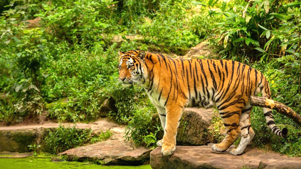 Un échappé d’un zoo devient le héros improbable d’une ville
