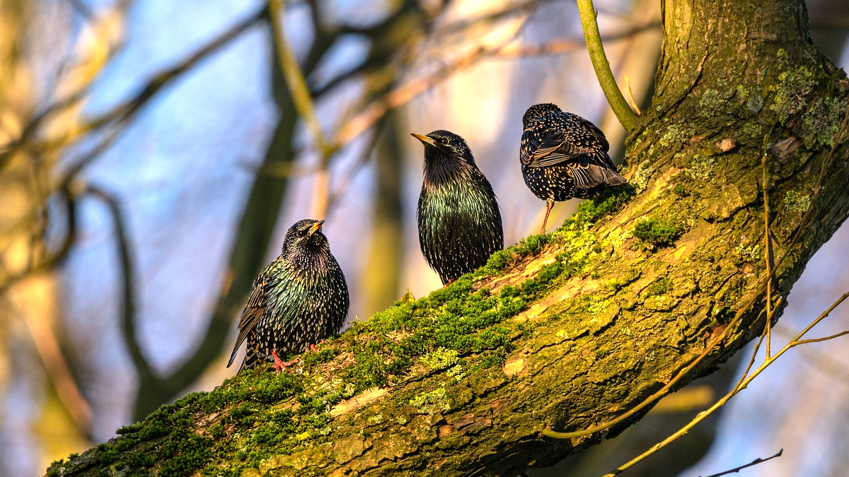 Un vieil arbre centenaire abrite une communauté d’oiseaux devenus célèbres