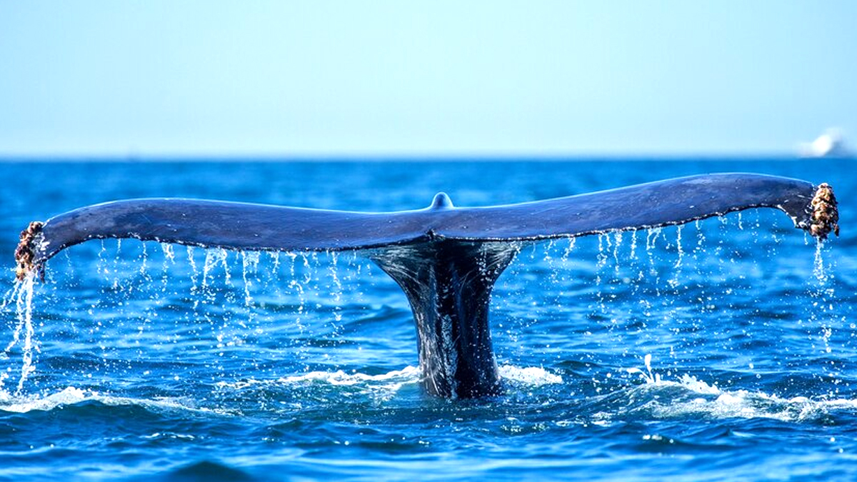 Ce naturaliste a filmé un spectacle unique de baleines dans leur habitat naturel