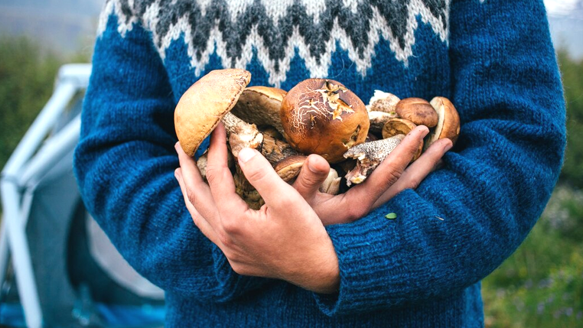 Une cueilleuse de champignons a découvert une espèce réputée éteinte depuis des siècles en forêt