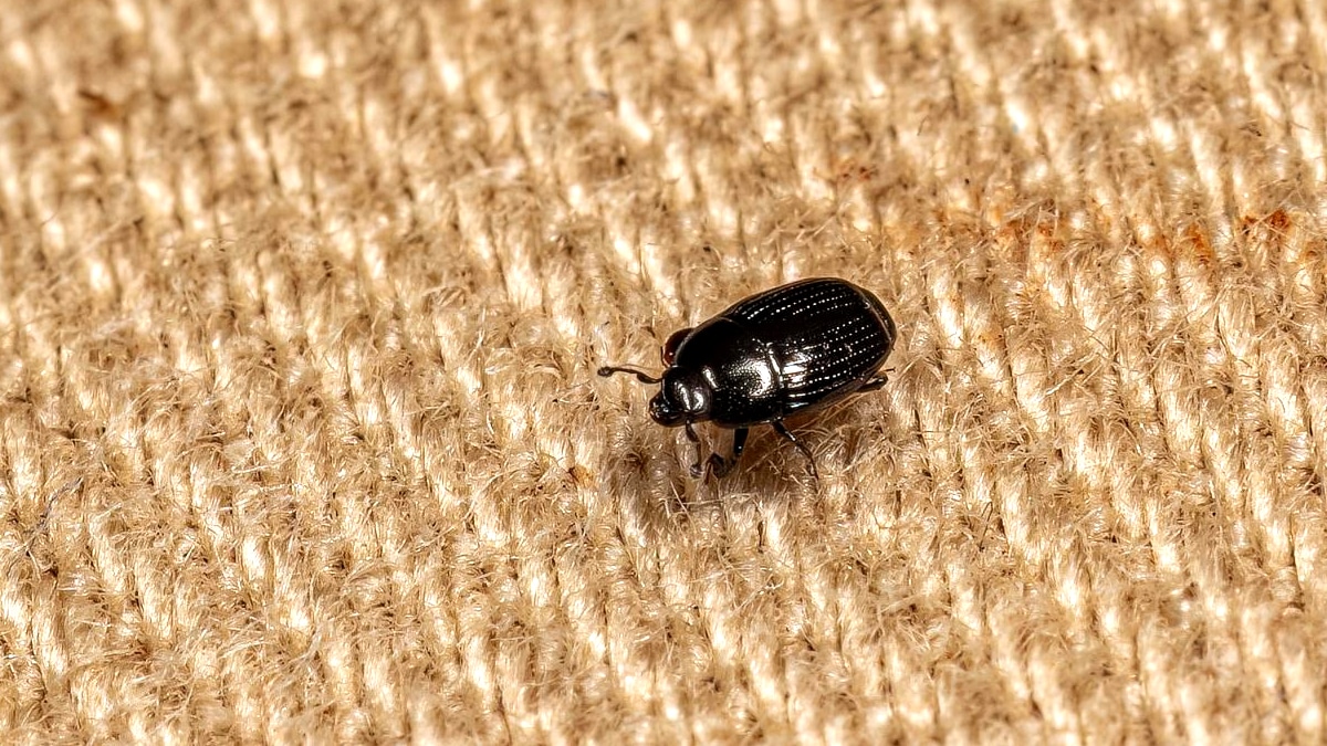 J’ai tout lavé à 60 degrés et jeté mon matelas » : l’été 2025 sera une nouvelle fois marqué par l’invasion silencieuse des punaises de lit