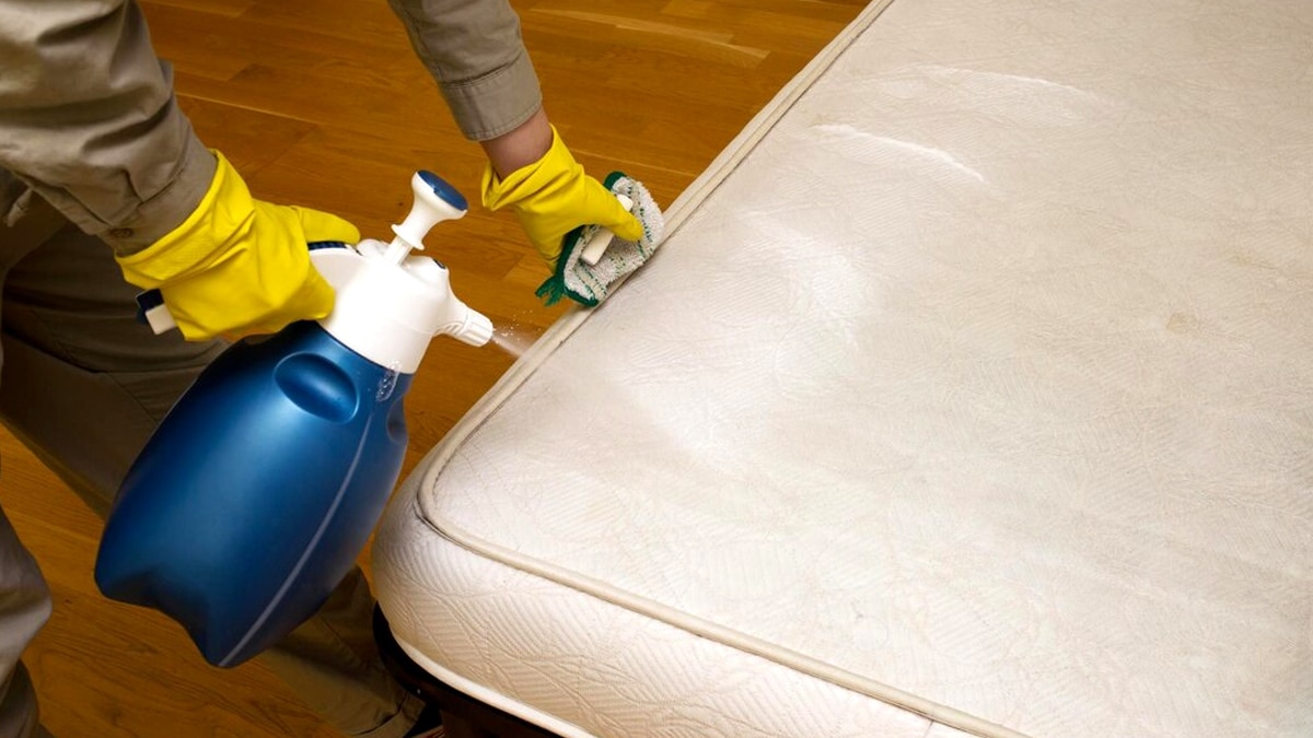On n’en parle pas assez » : les punaises de lit seraient un fléau sous-estimé selon plusieurs associations de consommateurs