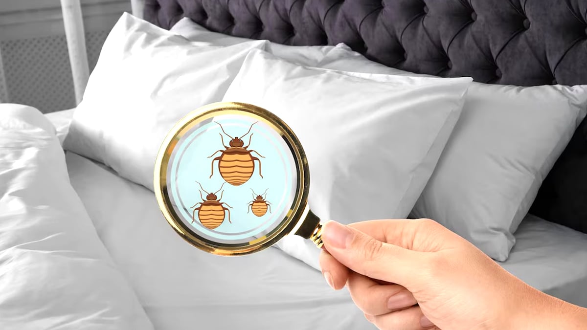 Personne ne veut en parler à haute voix » : la honte et la peur paralysent les victimes d’infestation estivale