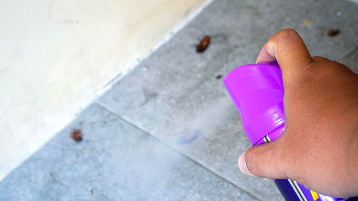 Pas de traitement miracle » : les punaises de lit s’installent pour de bon dans les hôtels, les trains, les avions et même chez vous