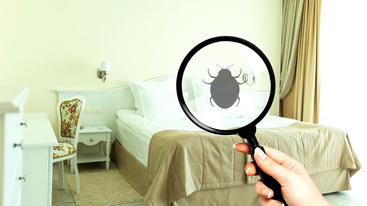 Elles sont partout, même dans les locations de rêve » : les punaises de lit reviennent en force cet été et les vacanciers sont en panique