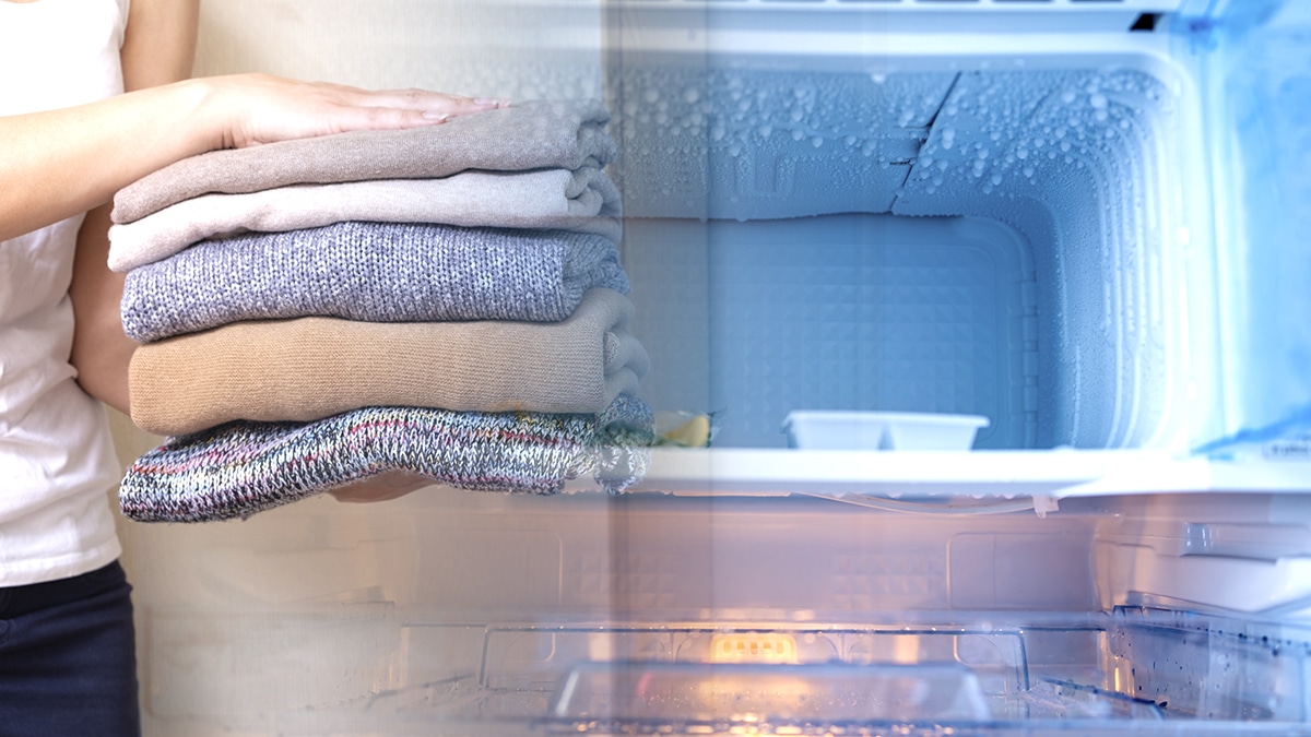 Il faut mettre vos vêtements au congélateur » : les méthodes extrêmes pour échapper aux punaises de lit cet été