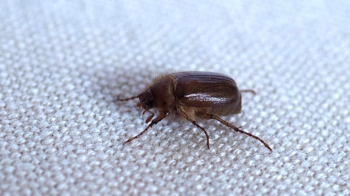 On ne savait même pas que c’était ça » : des vacanciers découvrent les punaises de lit après des semaines de boutons et d’angoisse