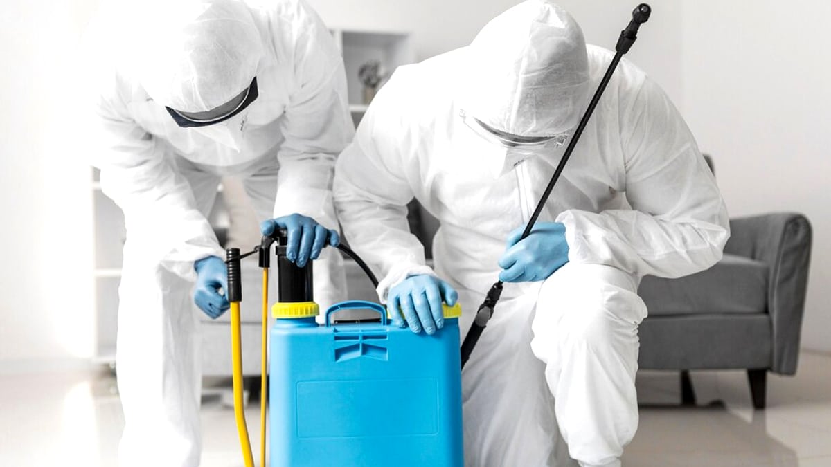 On ne s’en débarrasse jamais vraiment » : la vérité dérangeante derrière les traitements anti-punaises soi-disant miracles