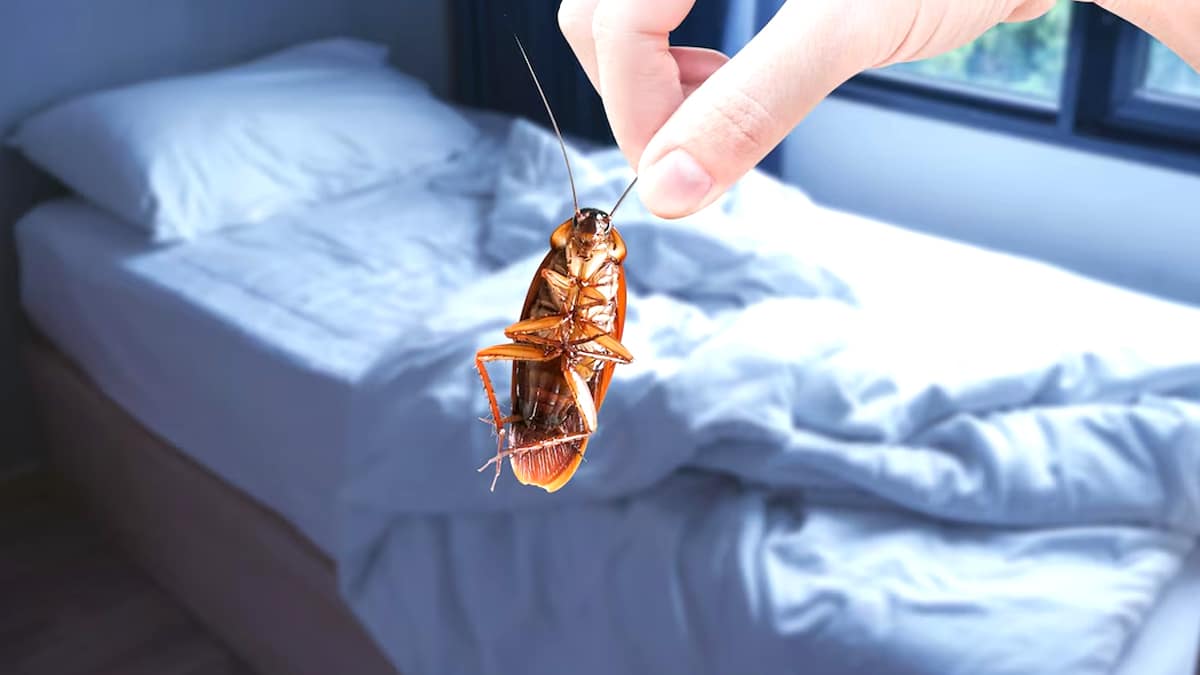 C’est pire qu’une invasion de cafards » : les punaises de lit créent un climat de peur en plein été