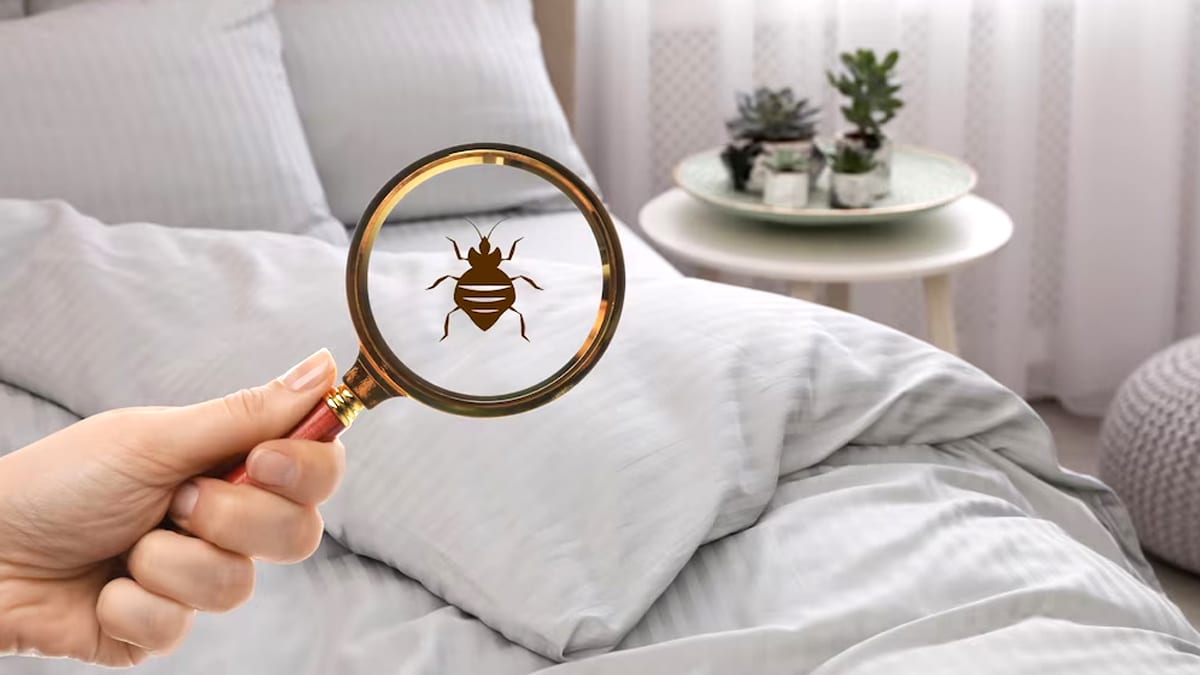 Les punaises de lit sont devenues résistantes » : les experts sonnent l’alarme sur une prolifération incontrôlable
