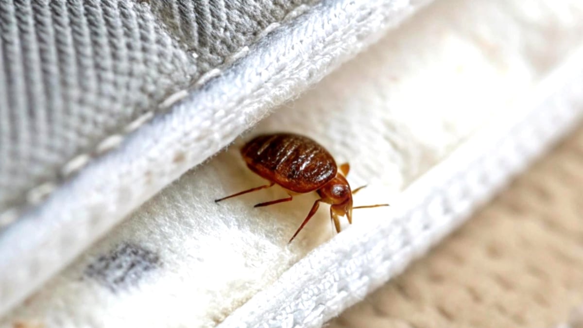 On pensait être tranquilles à la campagne » : les punaises de lit envahissent désormais les gîtes ruraux les plus isolés