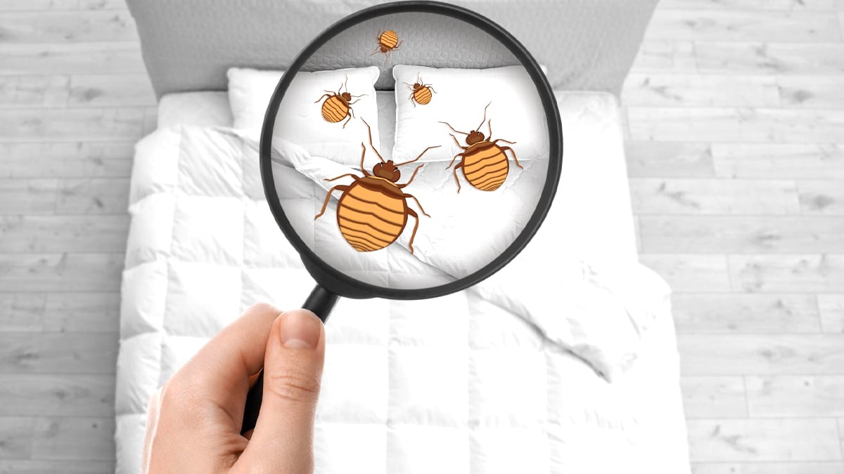 Même les hôtels 5 étoiles ne sont pas épargnés » : l’invasion des punaises de lit ne connaît plus de frontière sociale