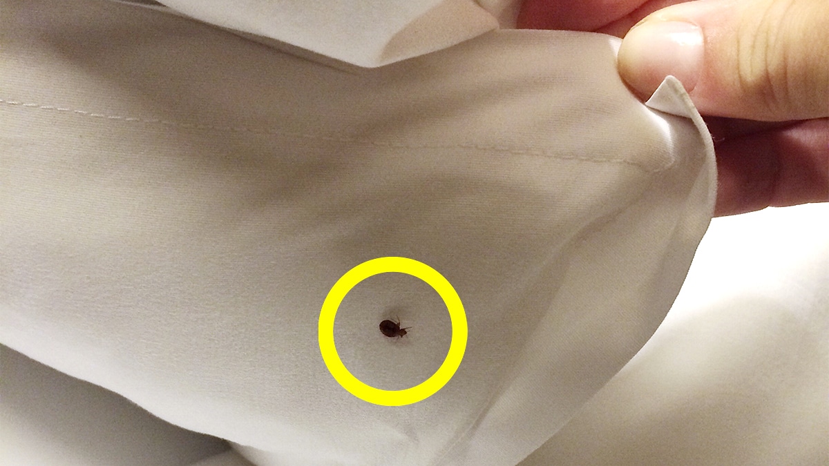 Ce sont des survivantes » : les punaises de lit peuvent rester actives plusieurs mois sans nourriture selon les experts