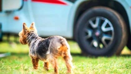 “On pensait pouvoir laisser le chien dehors” : les règles de divagation s’appliquent aussi aux animaux attachés à un camping-car