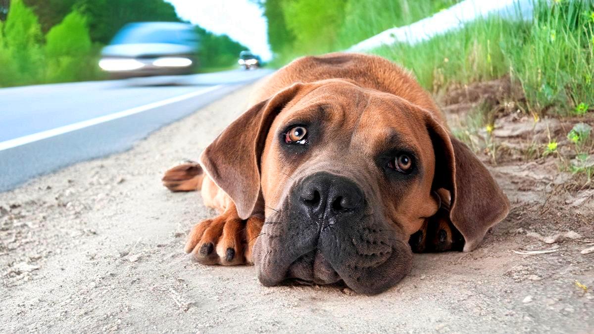 Ils partent en vacances avec leurs enfants et laissent le chien attaché à une roue de voiture “on revient dans quinze jours, il survivra bien”