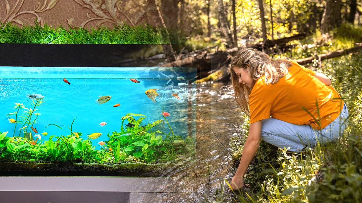 Ils larguent leur aquarium entier dans une rivière “on pensait que les poissons allaient être plus heureux en liberté”