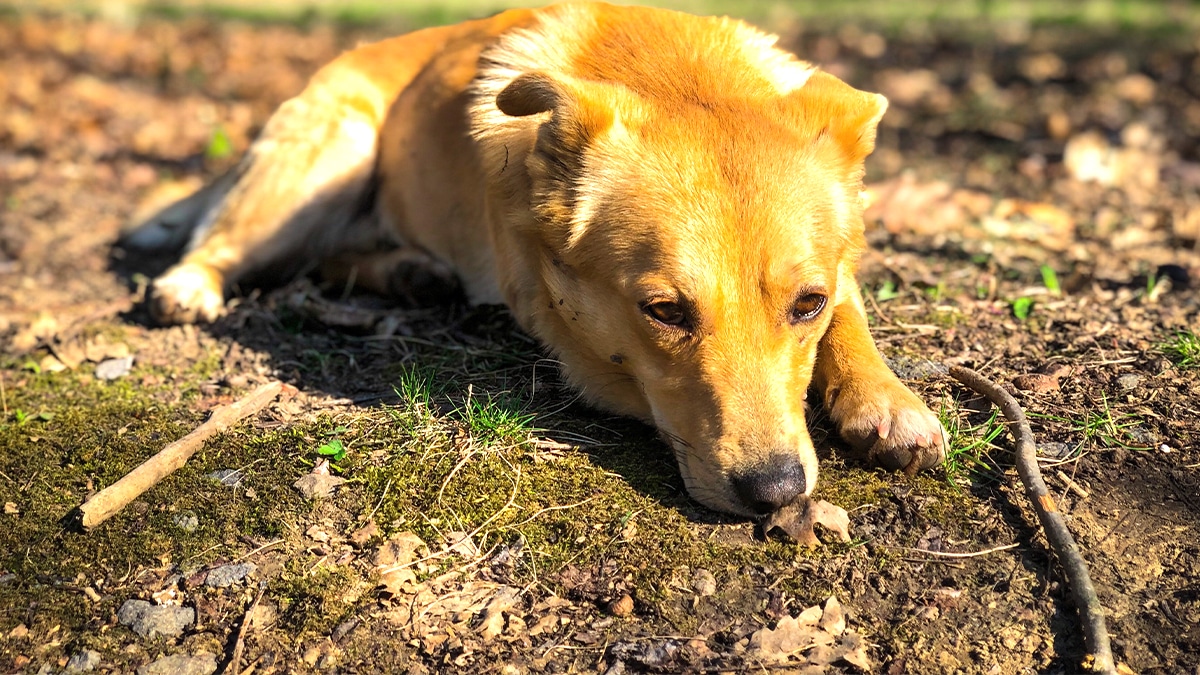 “Je pars faire le tour du monde, j’ai pas le temps pour un chien” lance ce maître avant de laisser son golden retriever devant un refuge sans un regard en arrière selon les bénévoles bouleversés par la scène