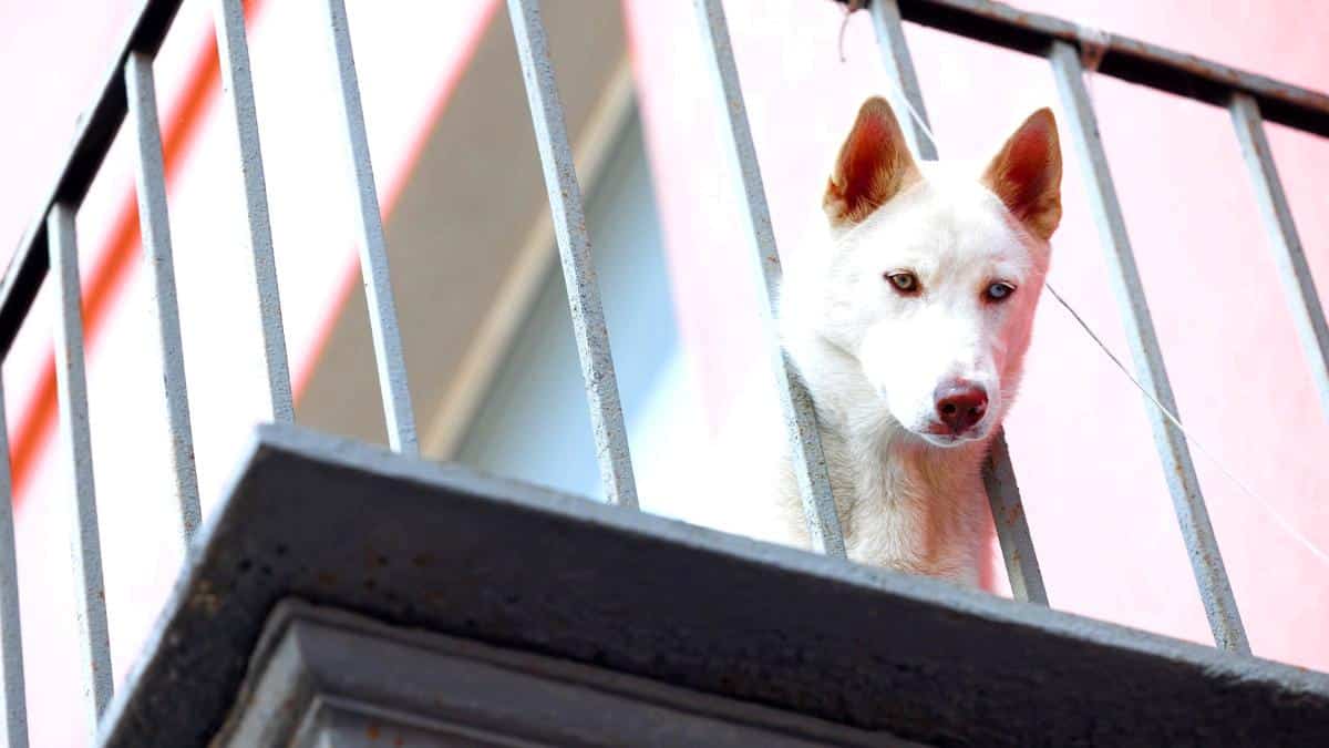 “J’ai laissé la porte-fenêtre entrouverte, c’est bon non ?” assure ce vacancier parti plusieurs jours en laissant son chien enfermé sur un balcon brûlant selon les voisins horrifiés par la scène