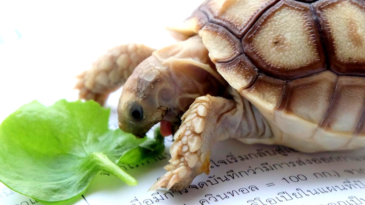 Une tortue retrouvée dans une boîte à chaussures « elle faisait du bruit la nuit, on n’en pouvait plus
