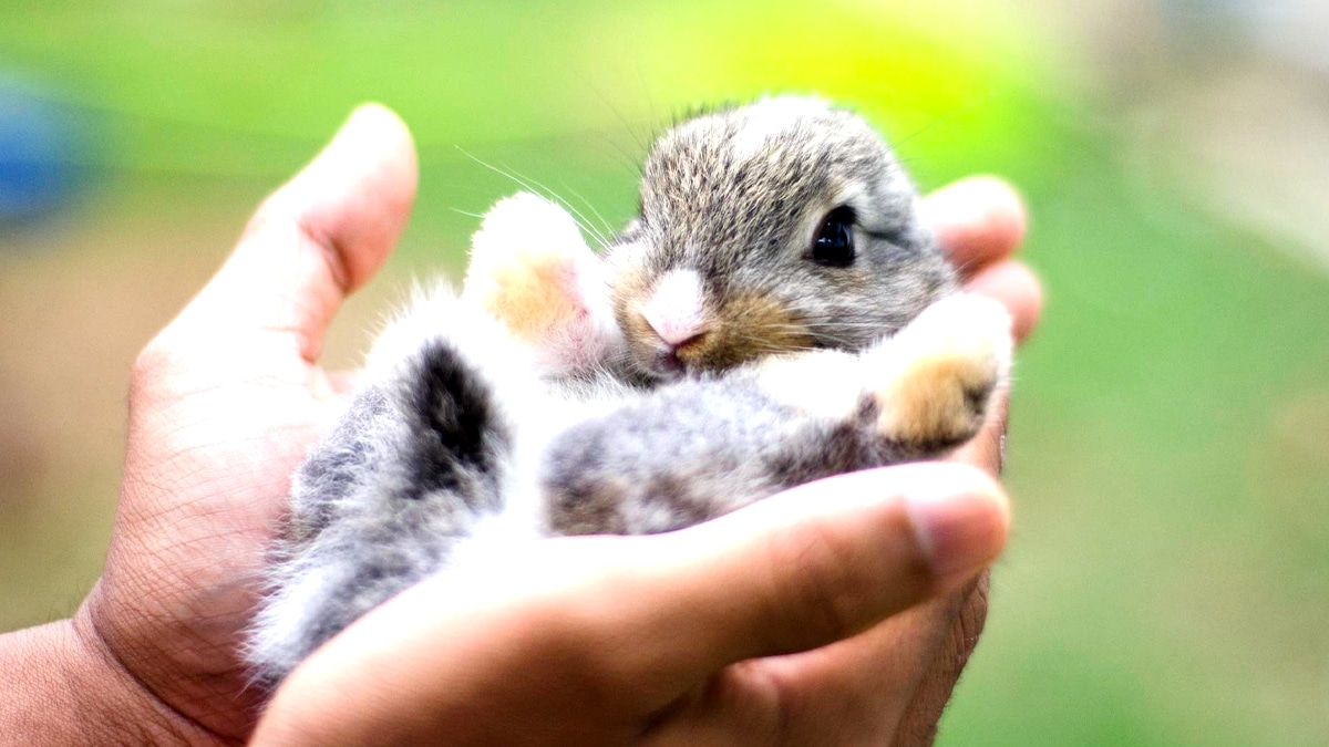 Ils confient leur lapin aux voisins puis déménagent sans le reprendre “il s’est bien adapté, il est pas malheureux”