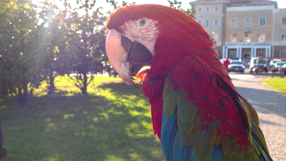 Un perroquet lâché dans un parc “il me parlait trop… c’est bon maintenant il va parler aux arbres”