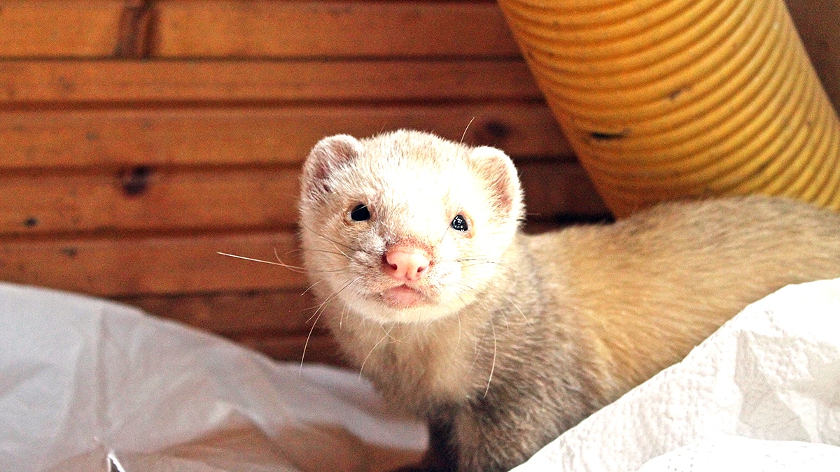 Ils partent en vacances et laissent leur furet dans une cave “on a mis de la litière et un sachet de croquettes, il devrait tenir”