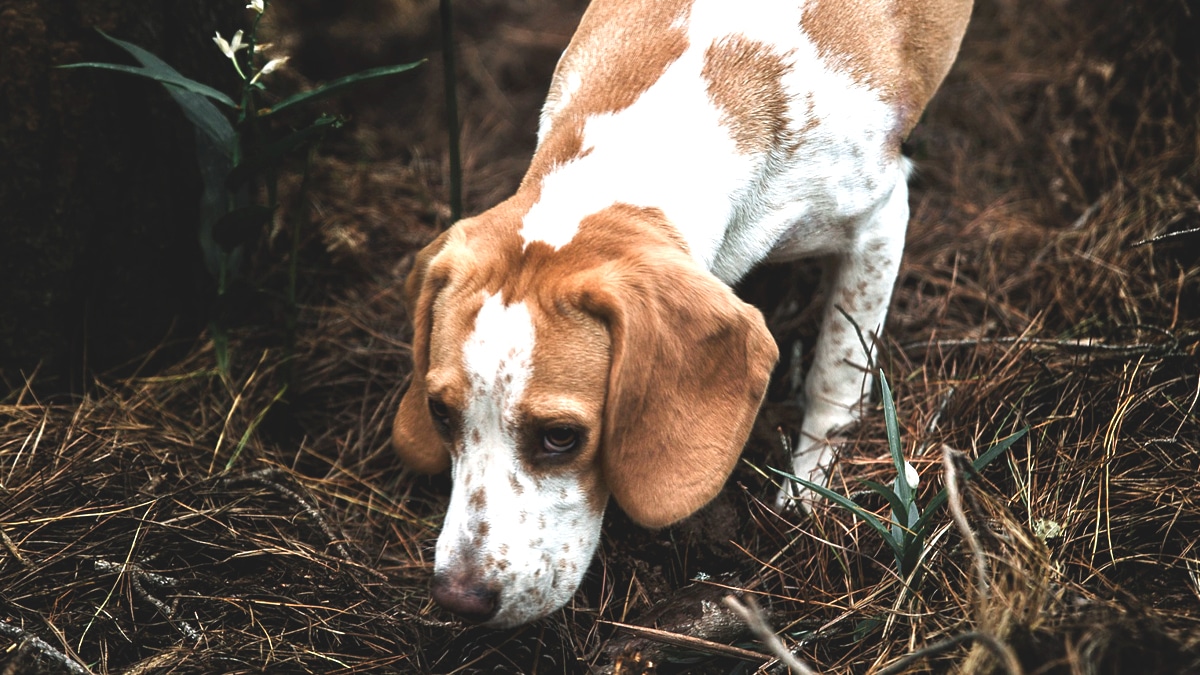 Il abandonne son chien de chasse blessé en forêt “ça coûte trop cher à réparer un animal qu’on n’utilise plus”